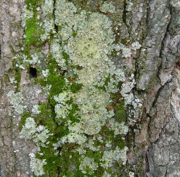 Sempre Xanthoria parietina?